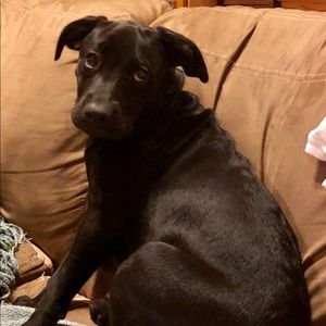 Meet your Posher, Greta